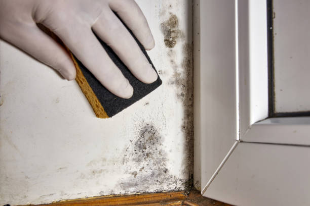 Best Commercial Mold Inspection  in Fairfax, SC