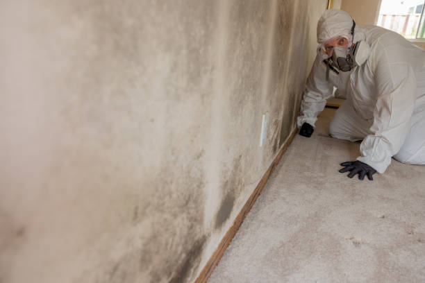 Best Mold Prevention Services  in Fairfax, SC